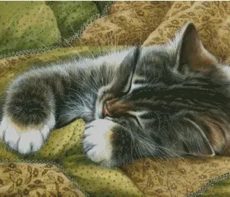 Вышивка Спящий котенок