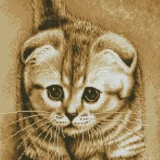 Вышивка Шотландский котенок