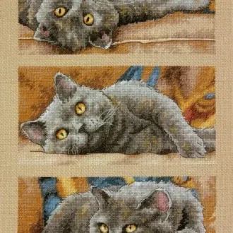 Вышивка Шотландский кот
