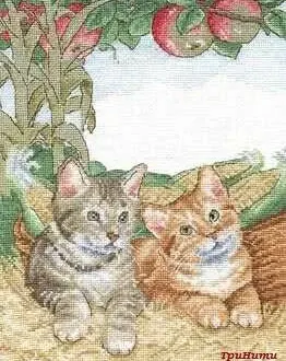 Вышивка Котята и початки кукурузы