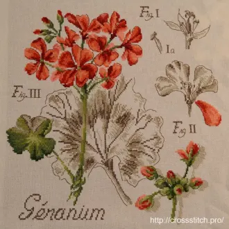 Вышивка Герань